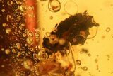 Polished Colombian Copal ( g) - Contains Flies and Beetles! #281473-3